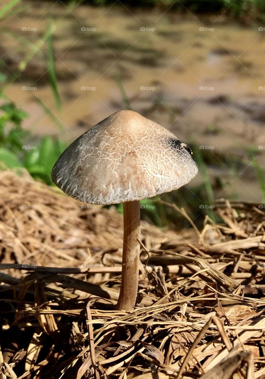 The Loner mushroom 