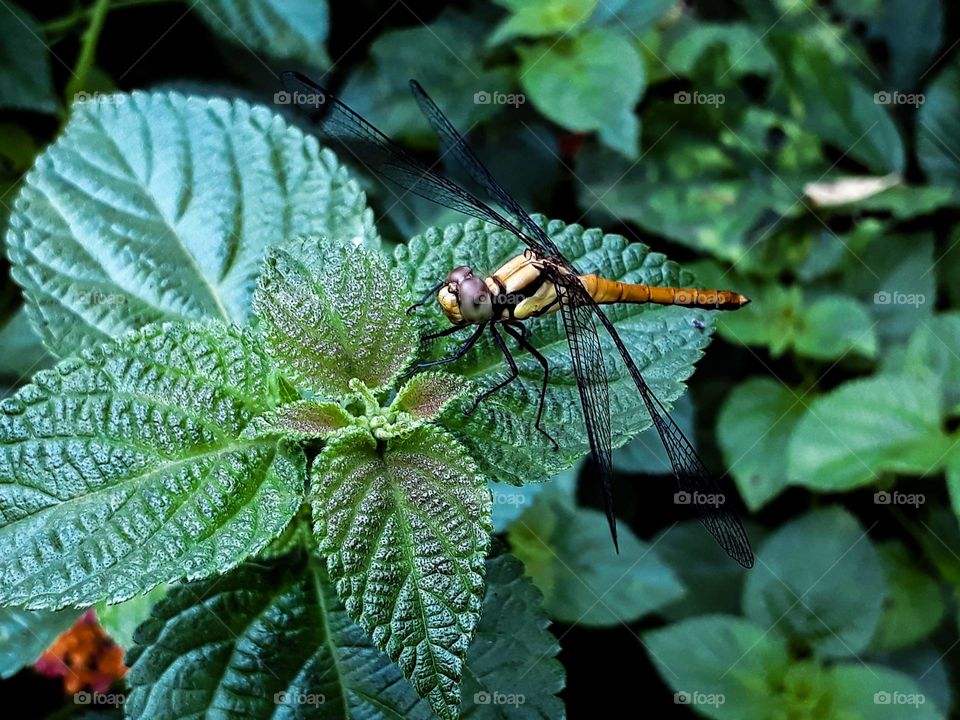 Insects and species of India