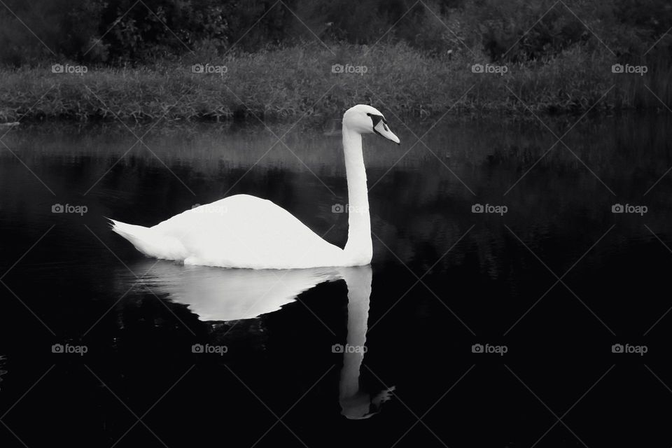 Black and white reflection 