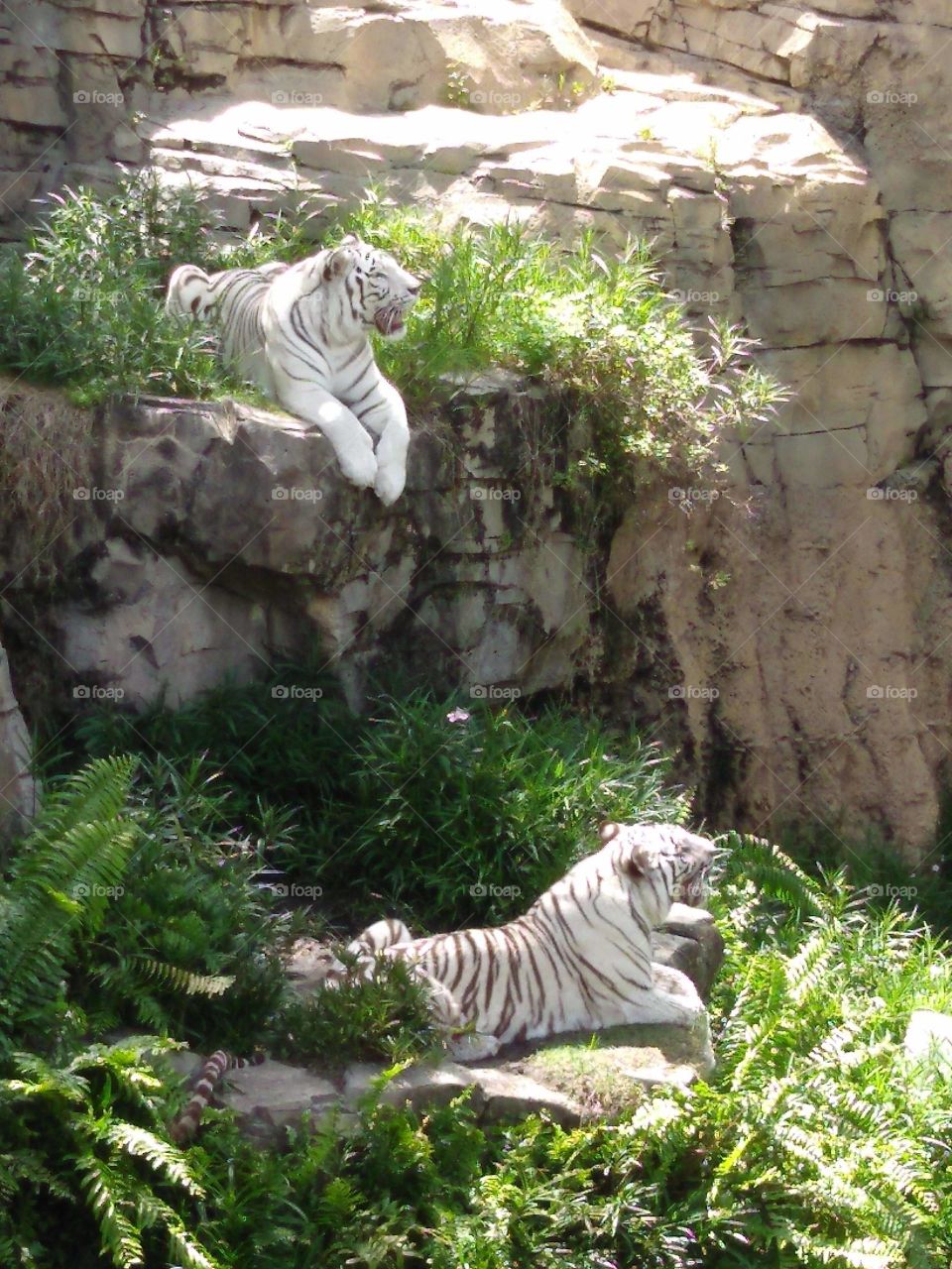 Majestic White Tigers