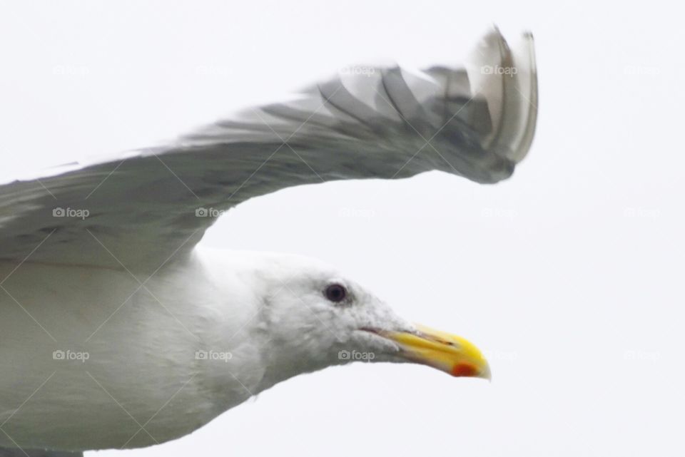 Flying Seagull 