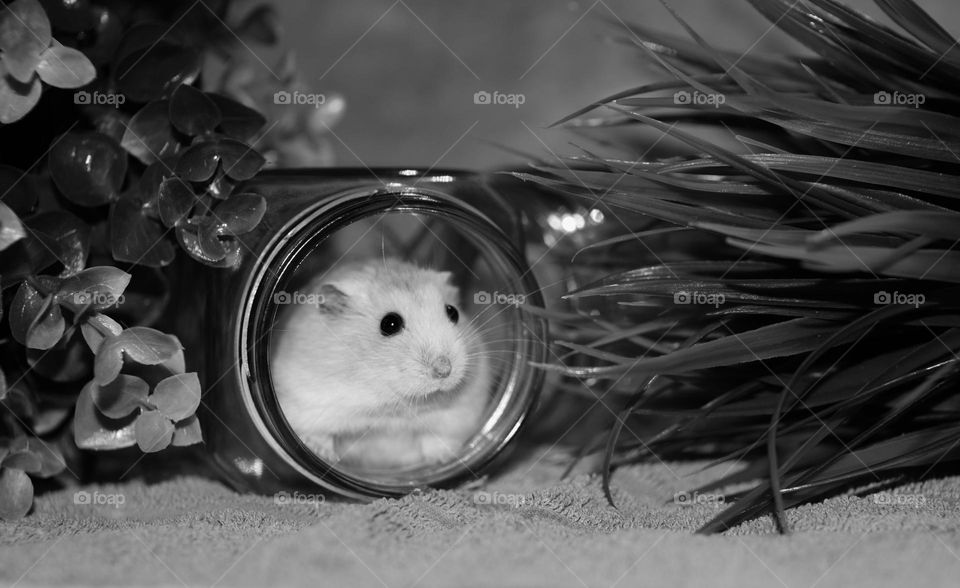 hamster