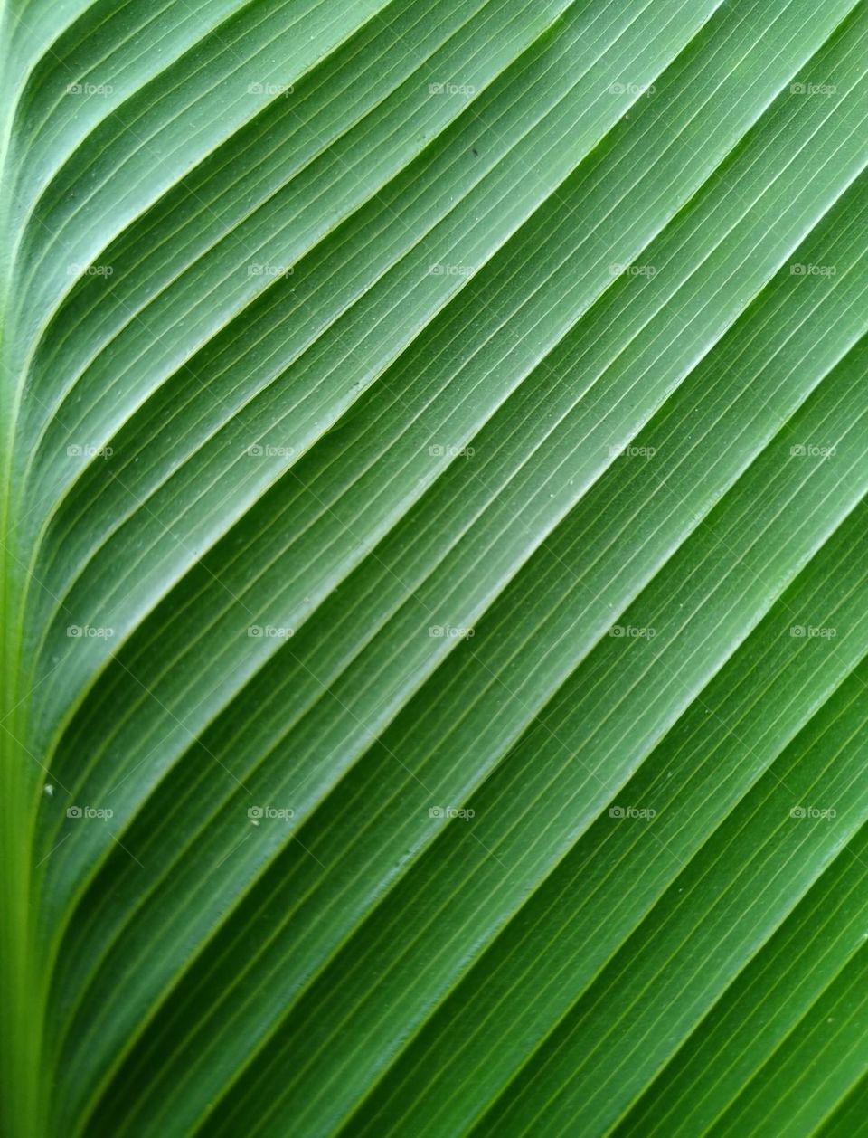 View the beautiful and natural motifs of banana leaves