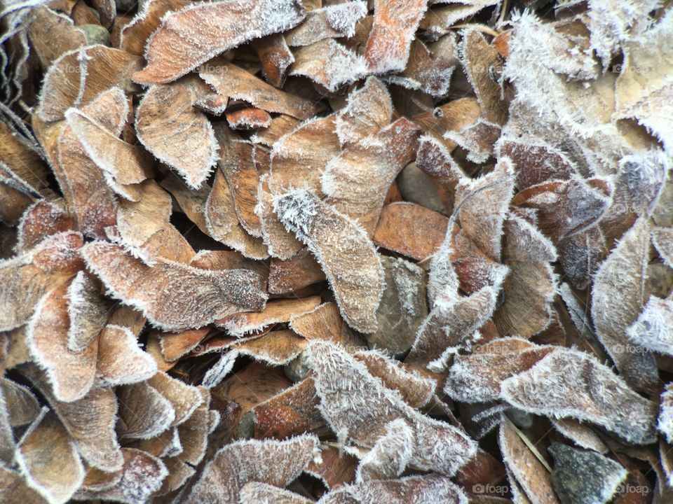 Full frame of snow covered leaves