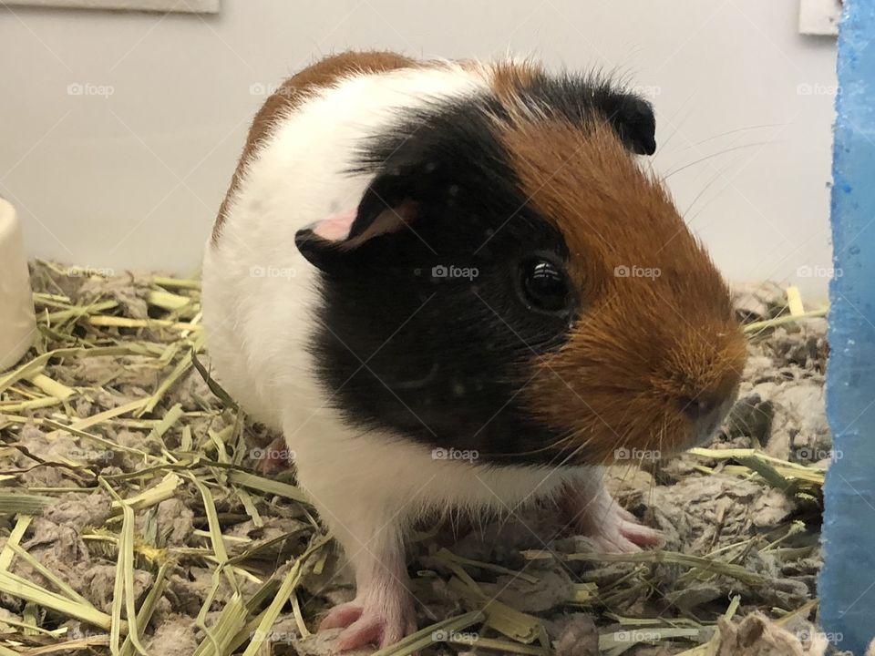 Guinea pig