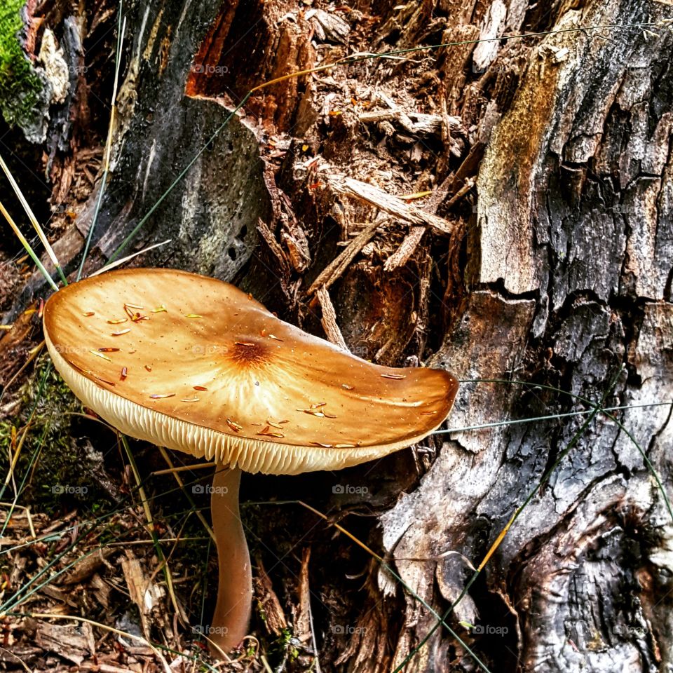 Mushroom next to a stump
