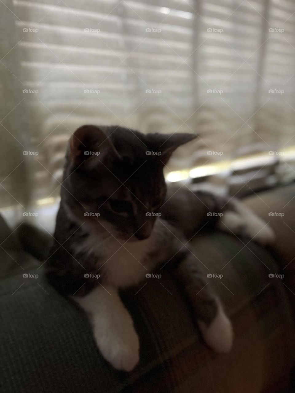 Laying down and relaxing after being rescued. Finally a forver home.