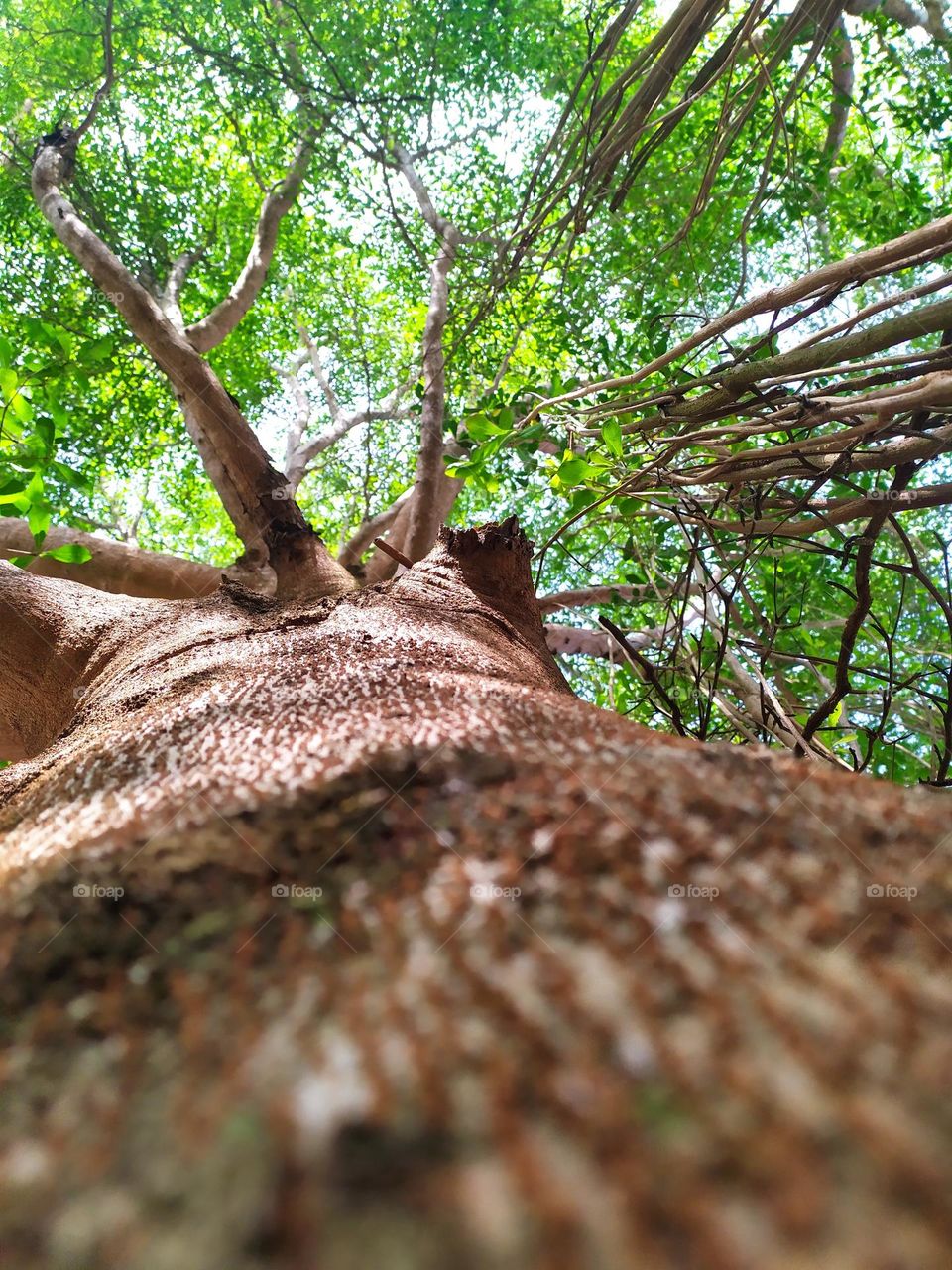 beautiful tree, Atlantic forest, seen from a special angle