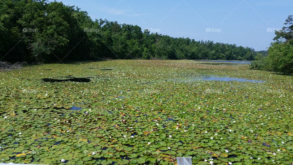 Sea of Lily Pads