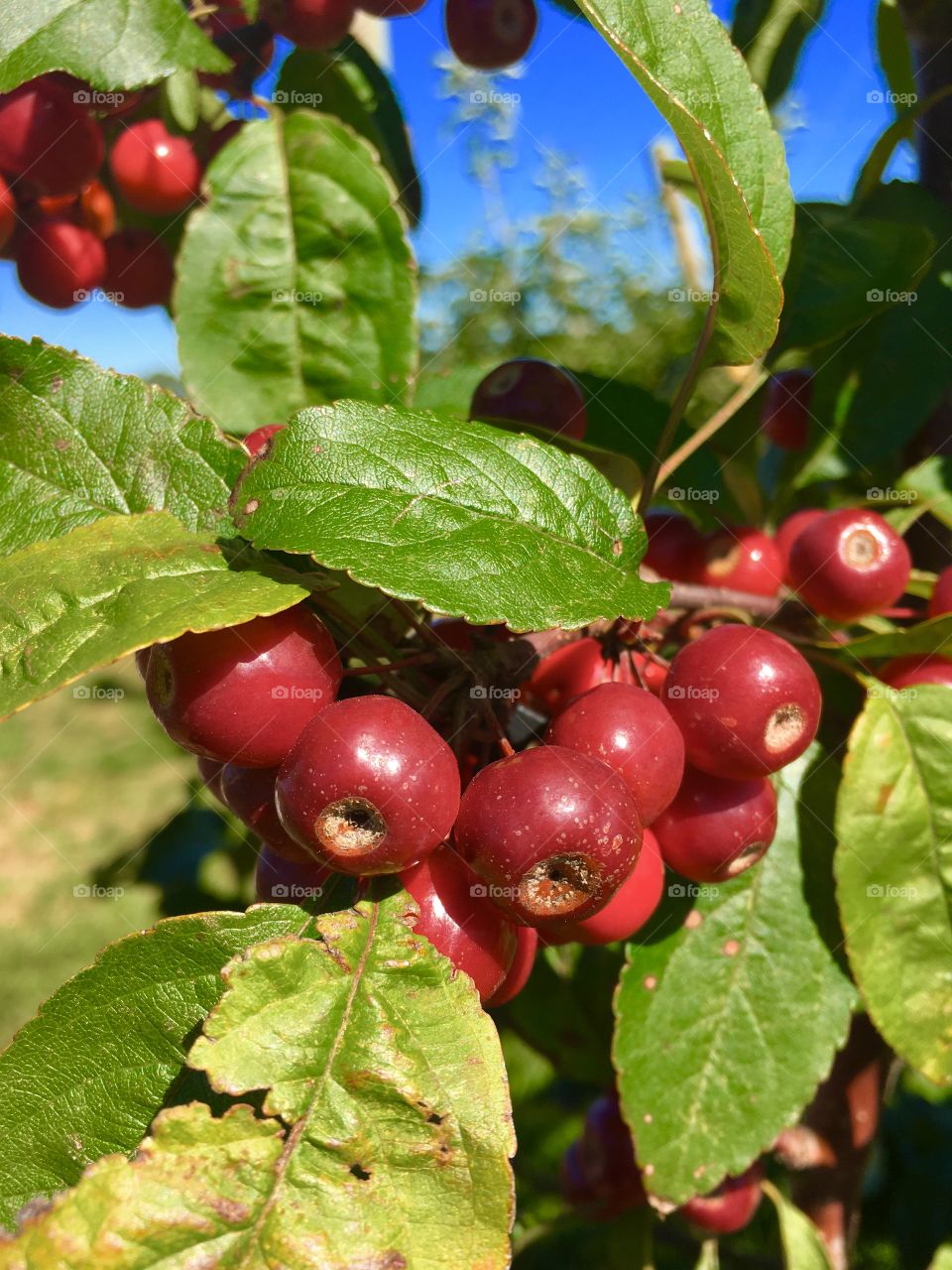 Close-up of berry fruit