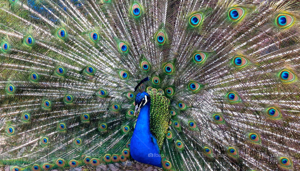Peacock, Feather, Bird, Peafowl, Ritual Custom