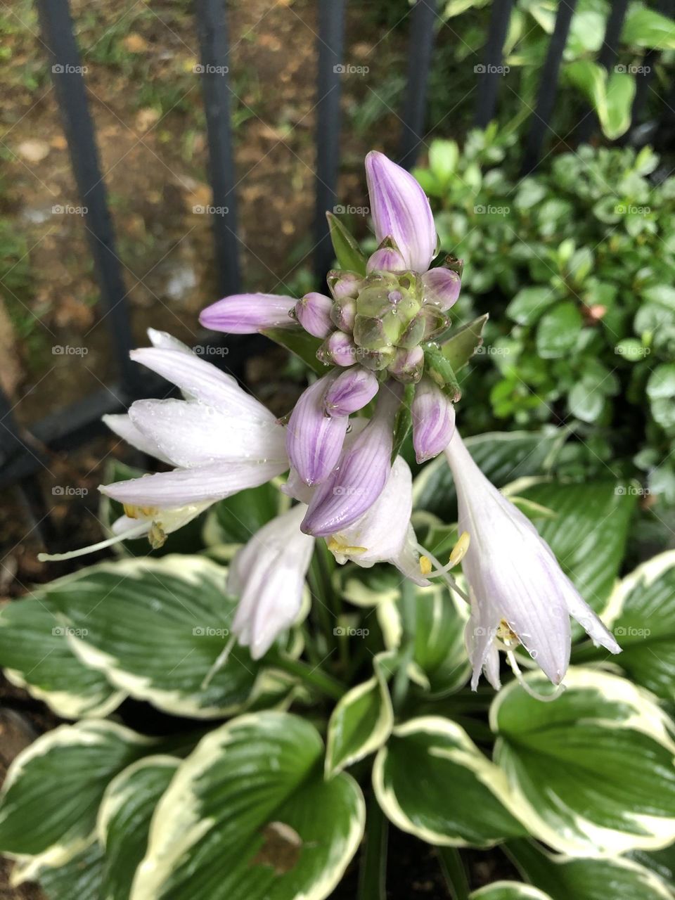 Flowering hostas