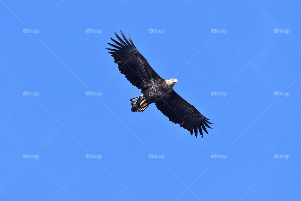 Magnificent sea eagle