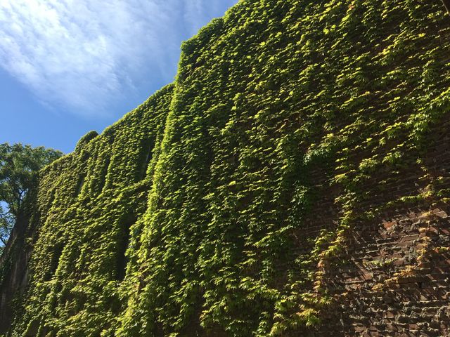 Ivy-covered wall and blue sky