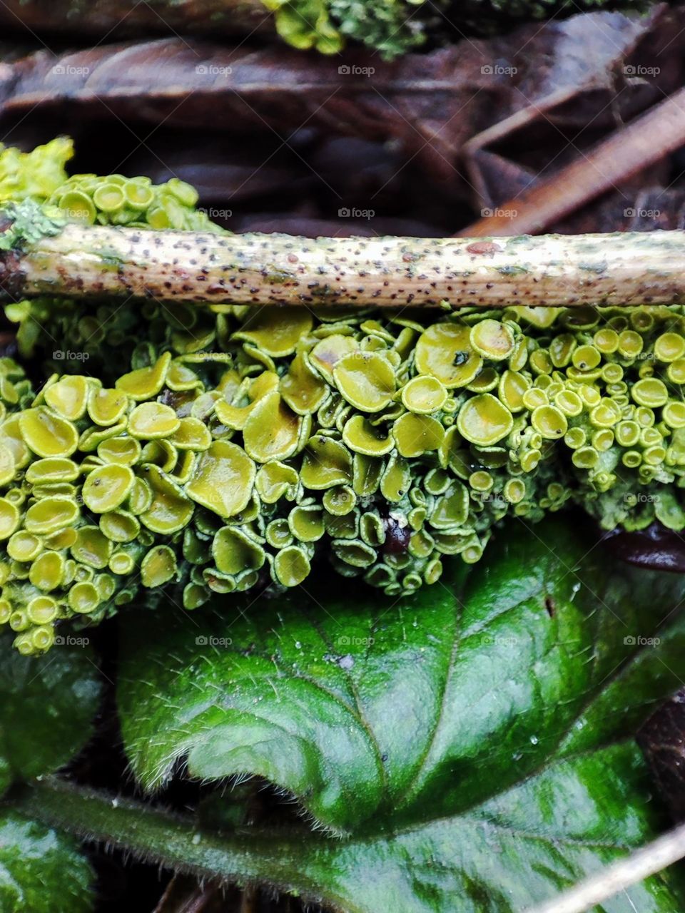 Xanthoria parietina green lichen close up. Tree branch covered with lichen. Ground, green leaves, flora close up, nature details. Texture of lichens, dry branch