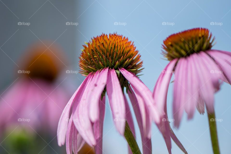 Coneflowers