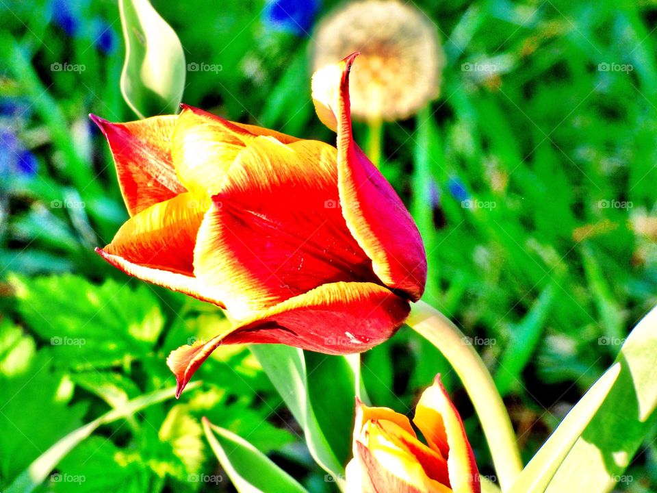 Beautiful view of a pretty tulip 