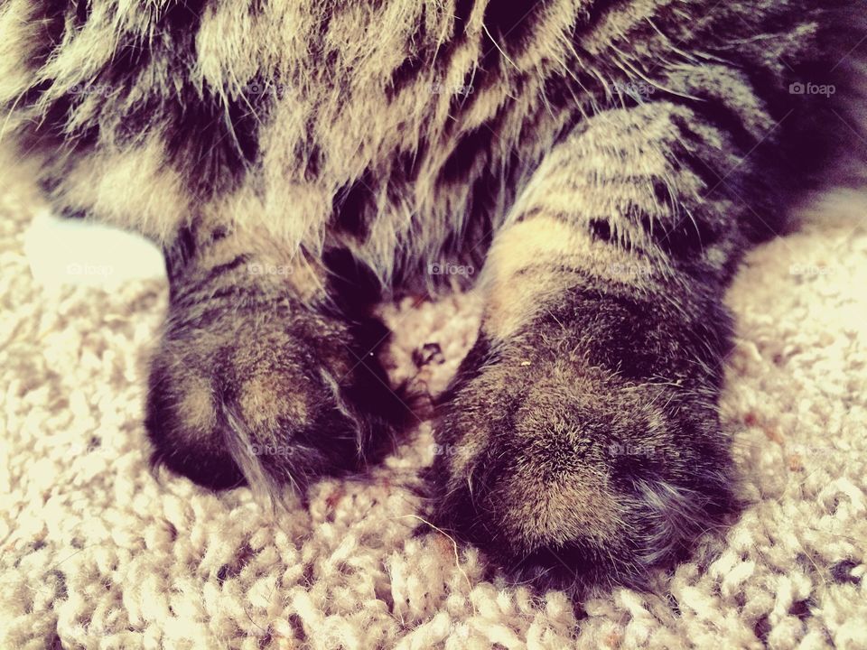 Maine coon toes