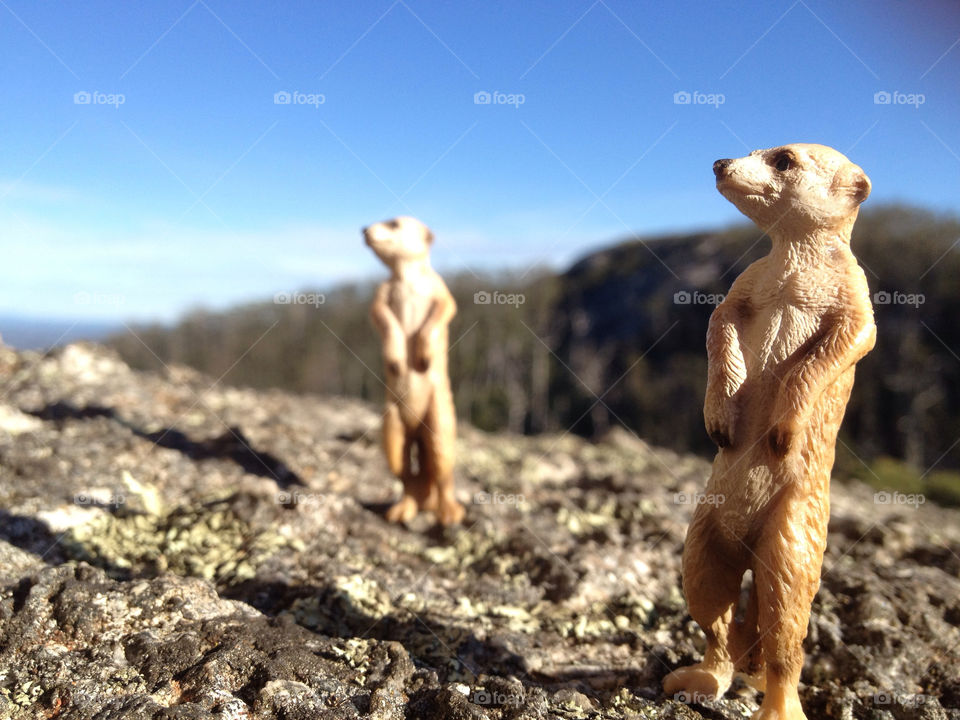 animals meerkats west australia by theshmoo