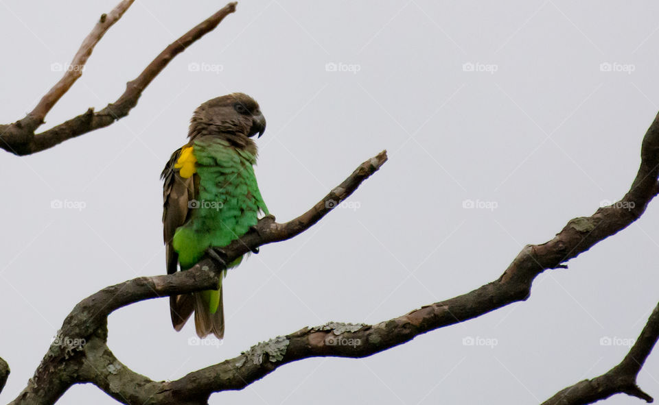 Brown Parrot (Poicephalus meyeri), Masai Mara