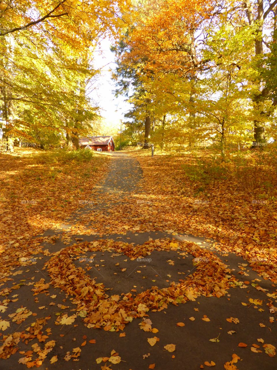 Autumn leaves on the ground shaped as a heart