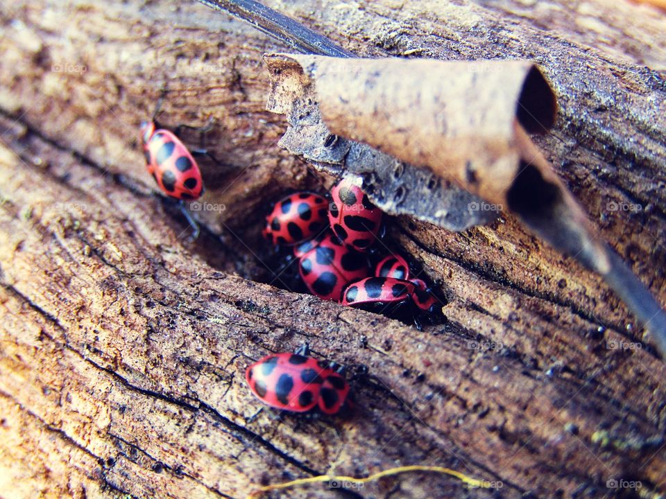 Ladybugs nestled beneath a fallen branch