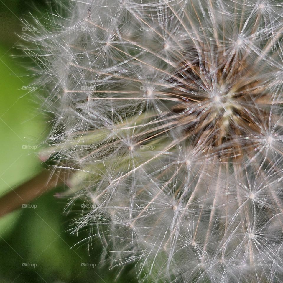 Delicate Dandelion