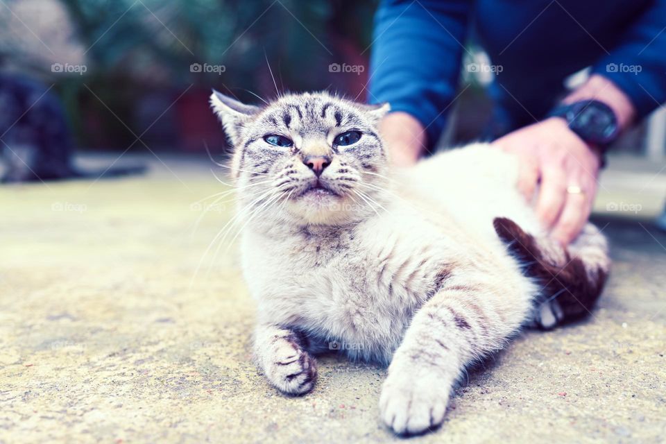 cat pampered by the owner