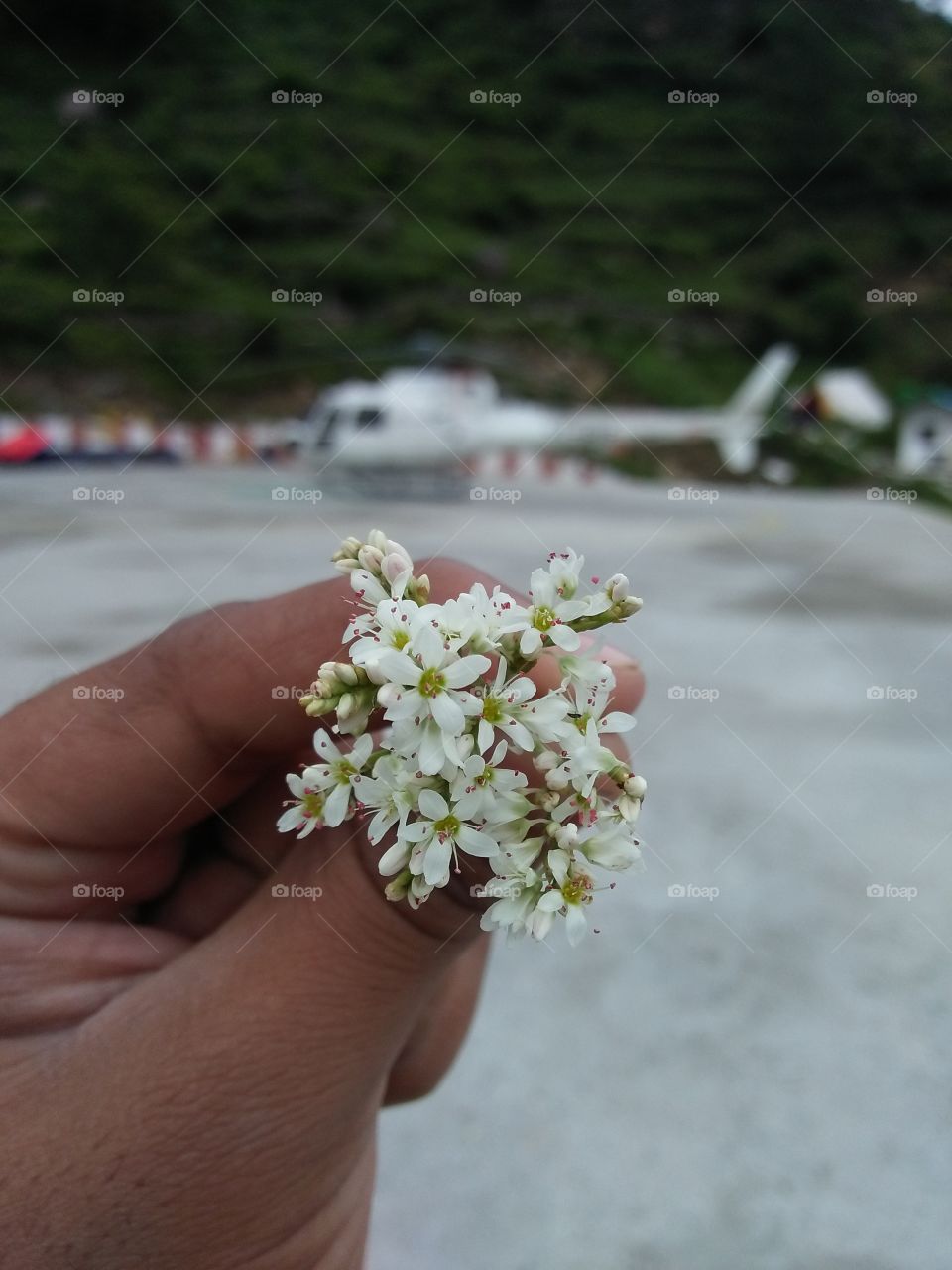 flower and blur helicopter