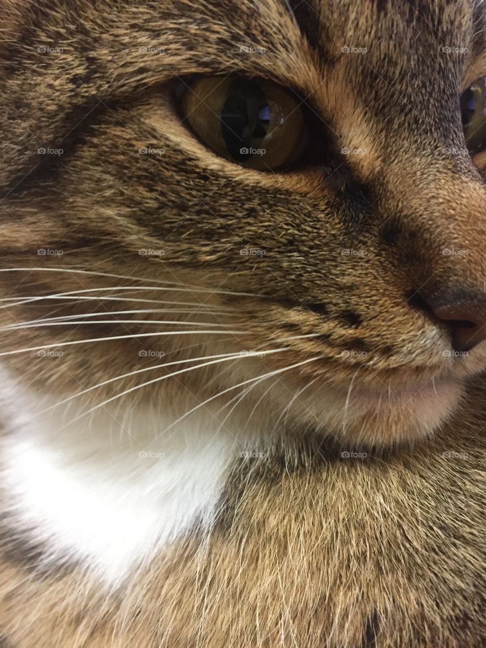 Cat Closeup