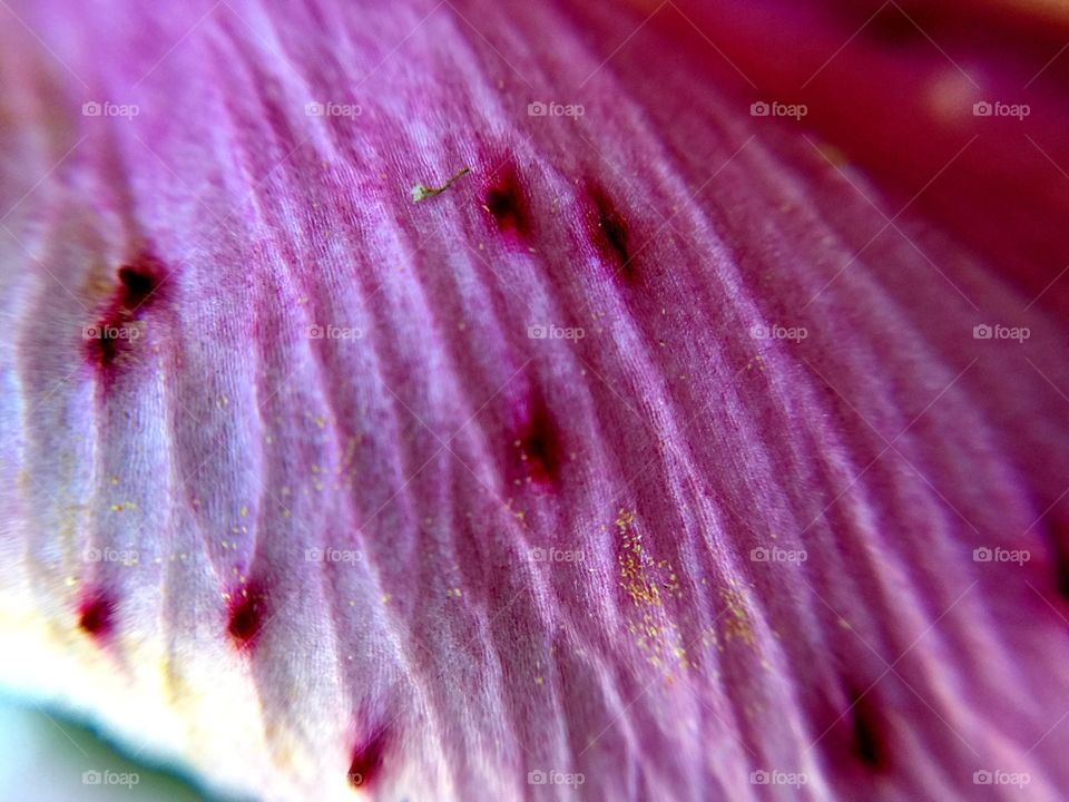 Pink petal closeup