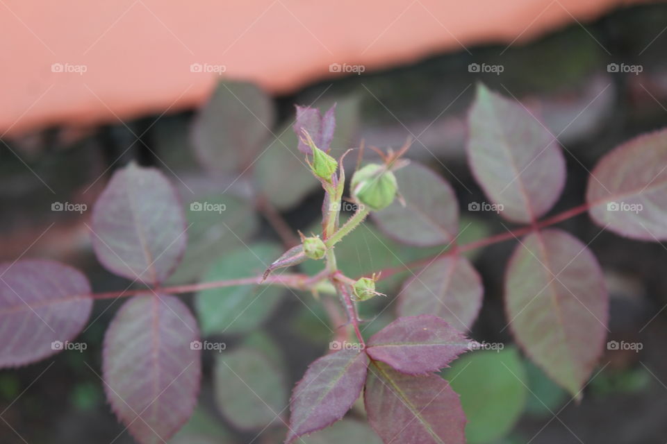 Rose leaf with small bud