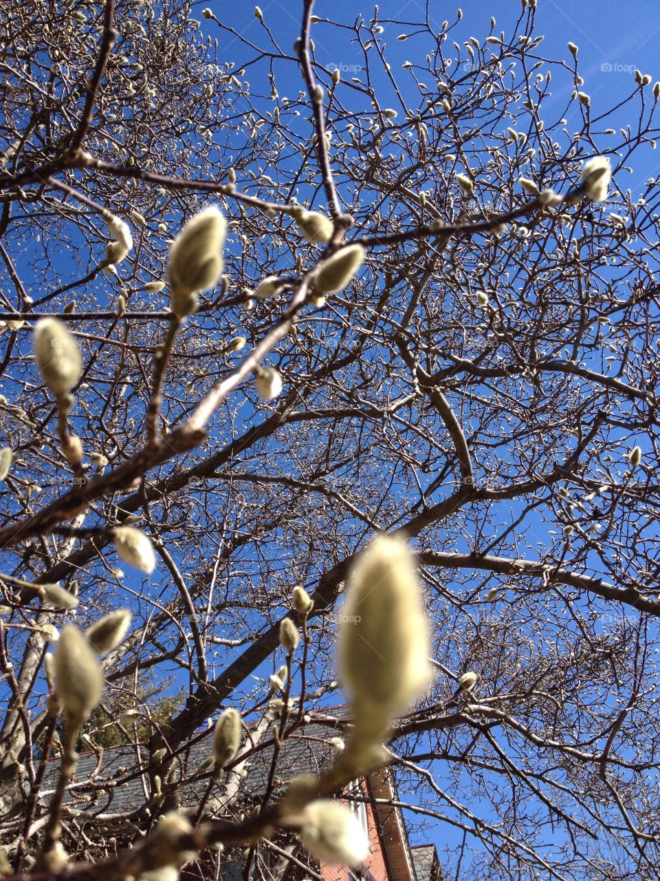 Tree, Nature, Branch, Winter, No Person