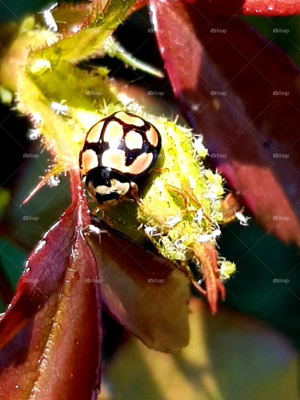 ladybug