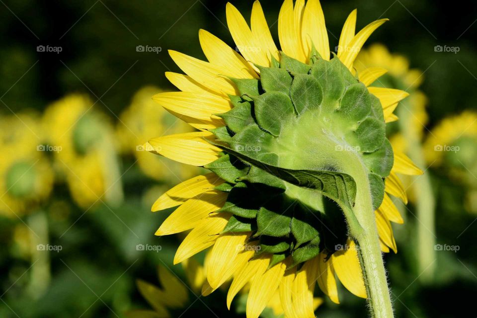 Sunflower From Behind