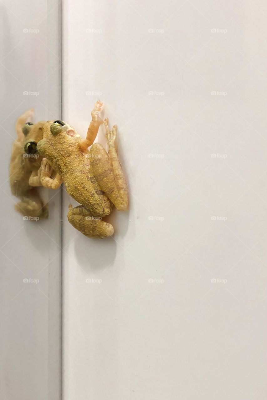 A little frog is sitting on the corner of the bathroom wall while staring at its own reflection in a mirror 