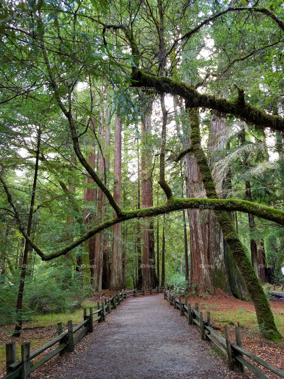 Big Basin trail