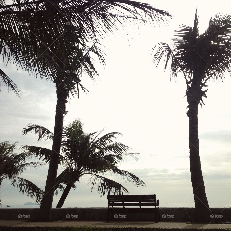 Coconut trees on the beach