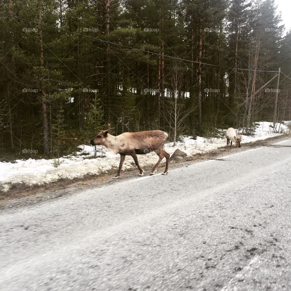 Reindeers on the roadside 