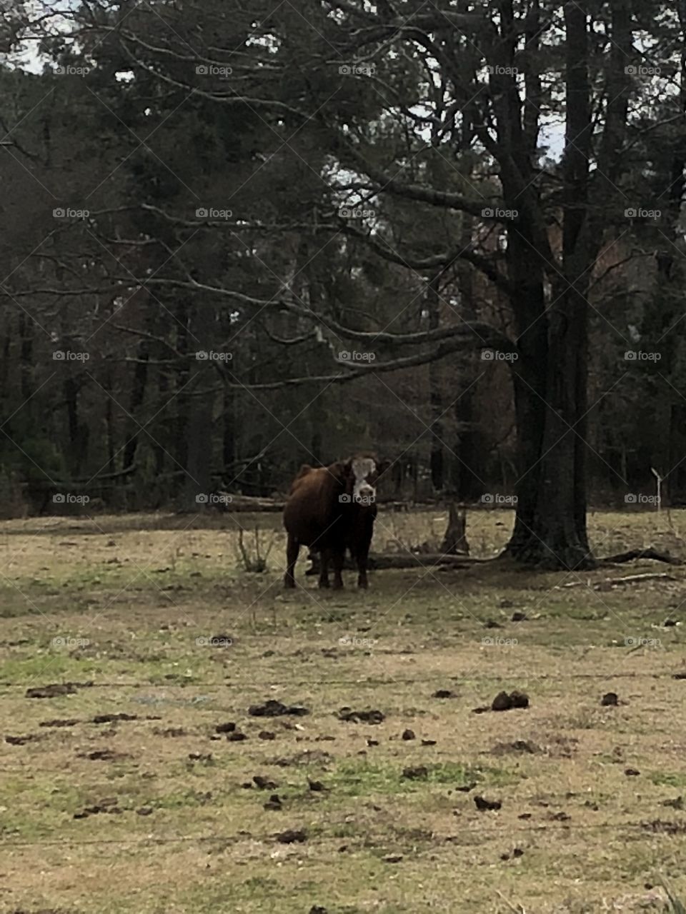 Cow in a pasture 