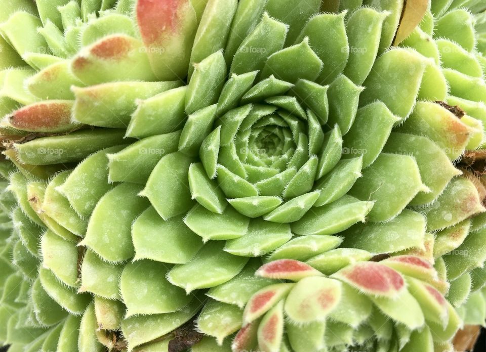 An Echeveria Succulent