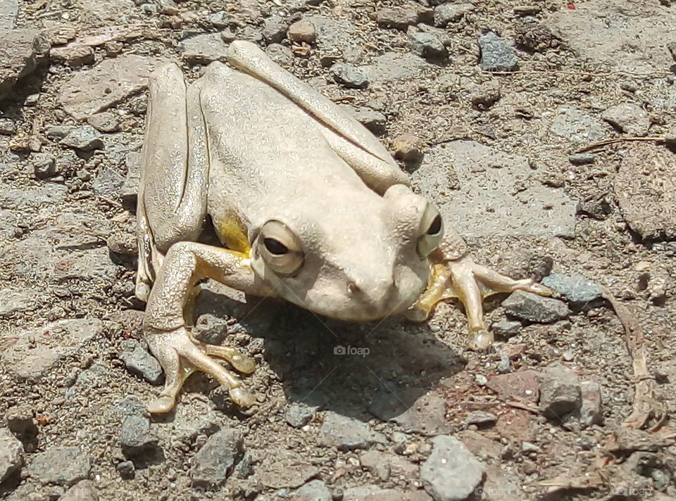 Brown Frog