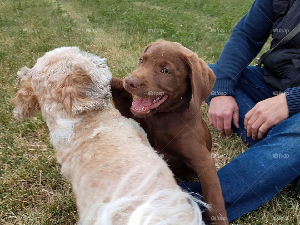 a brown baby labrador puppy plays with a shih tzu on a green field in summer. The dogs have a lot of fun.