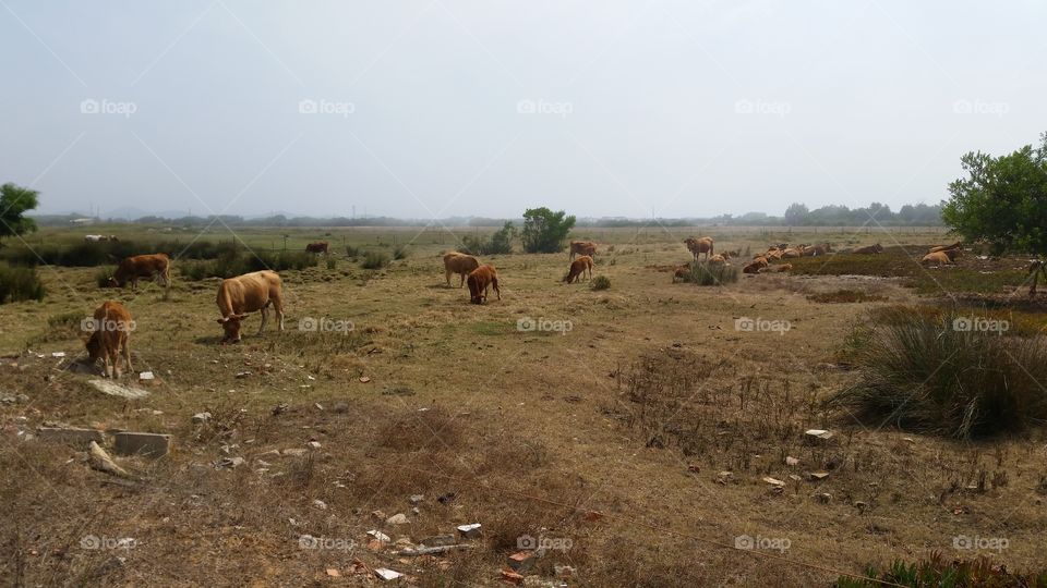 Cows and Nature View, Zambujeira do Mar, Portugal