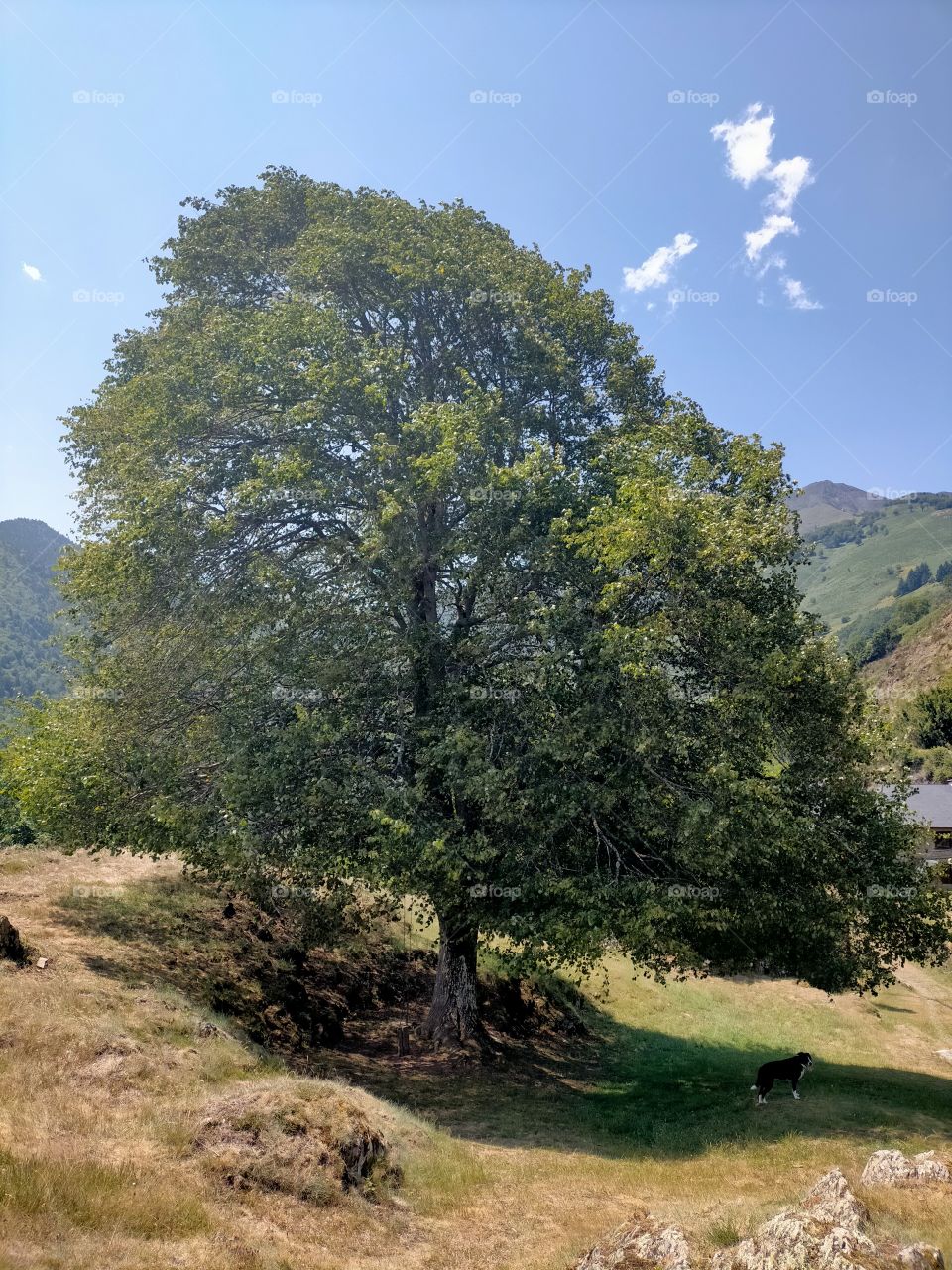 árbol