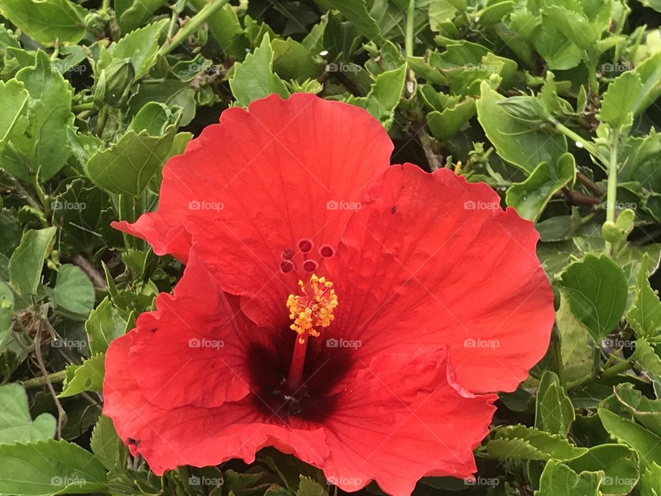 Perfect red hibiscus Kona, Hawaii