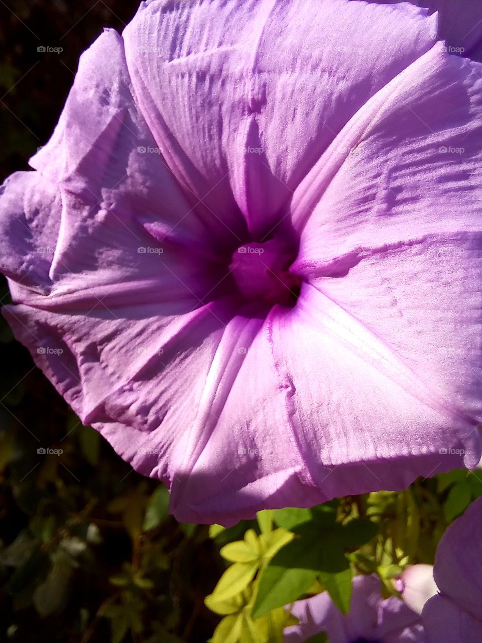 Convolvulus althaeoides