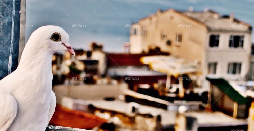 White dove watched over world, Istanbul turkey