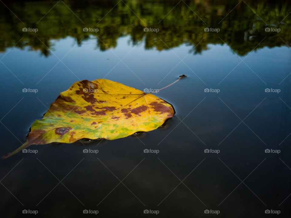 A First sign of Autumn... A Philosophy of life is elder one giving way to younger one.. a simple representation of that in my click....