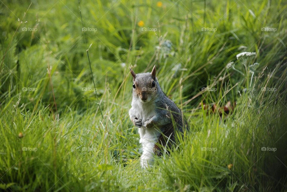 Portrait of grey squirrel sitting in long grass.